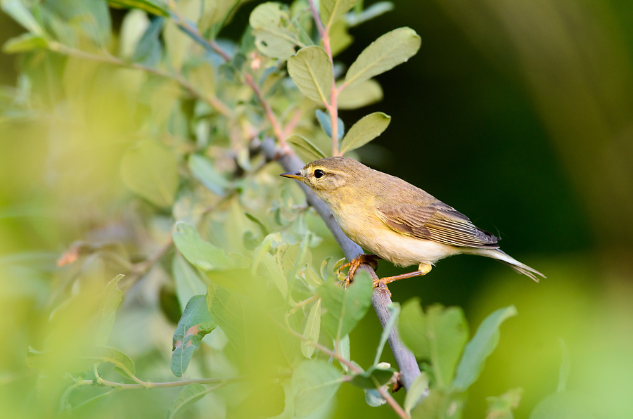 20110521 2523 [NIKON D5100] 500 mm,1 250 Sek. bei ƒ   8,0