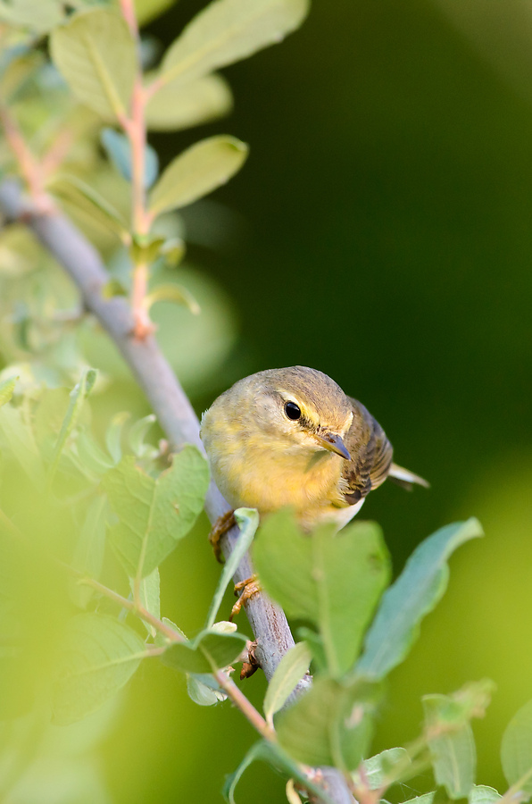 20110521 2533 [NIKON D5100] 500 mm,1 250 Sek. bei ƒ   8,0
