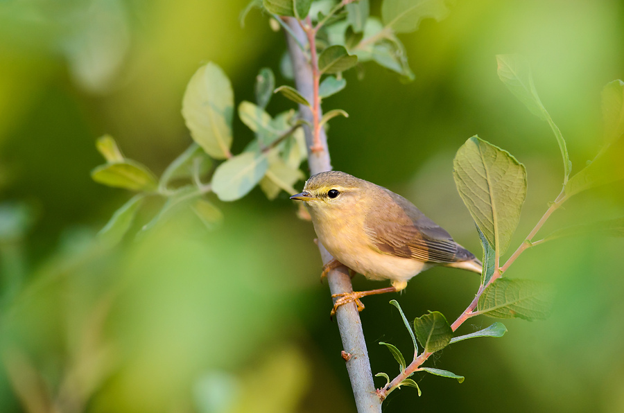 20110521 2540 [NIKON D5100] 500 mm,1 250 Sek. bei ƒ   8,0