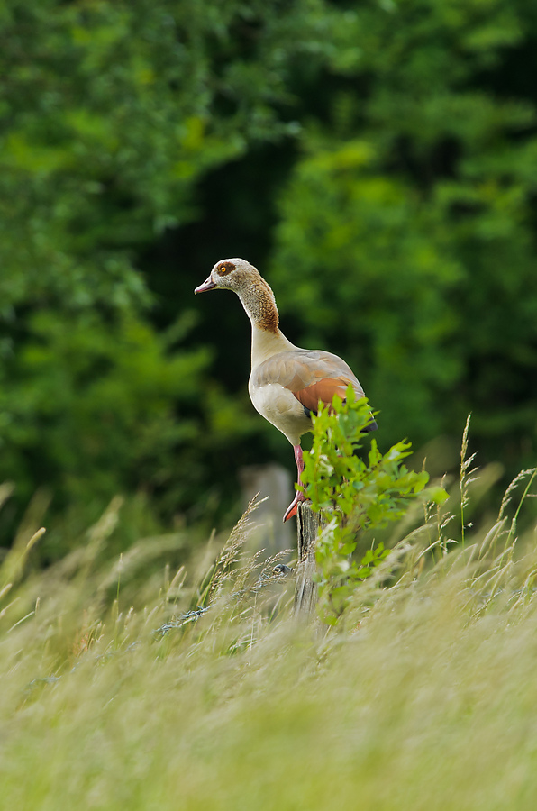 20110527 0058 [NIKON D7000] 500 mm,1 125 Sek. bei ƒ   6,3