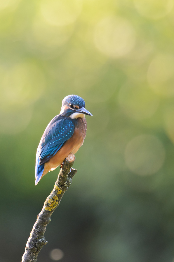 20110604 3352 [NIKON D5100] 1000 mm,1 60 Sek. bei ƒ   8,0