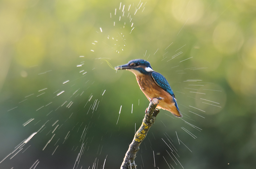 20110604 3358 [NIKON D5100] 1000 mm,1 80 Sek. bei ƒ   8,0 2