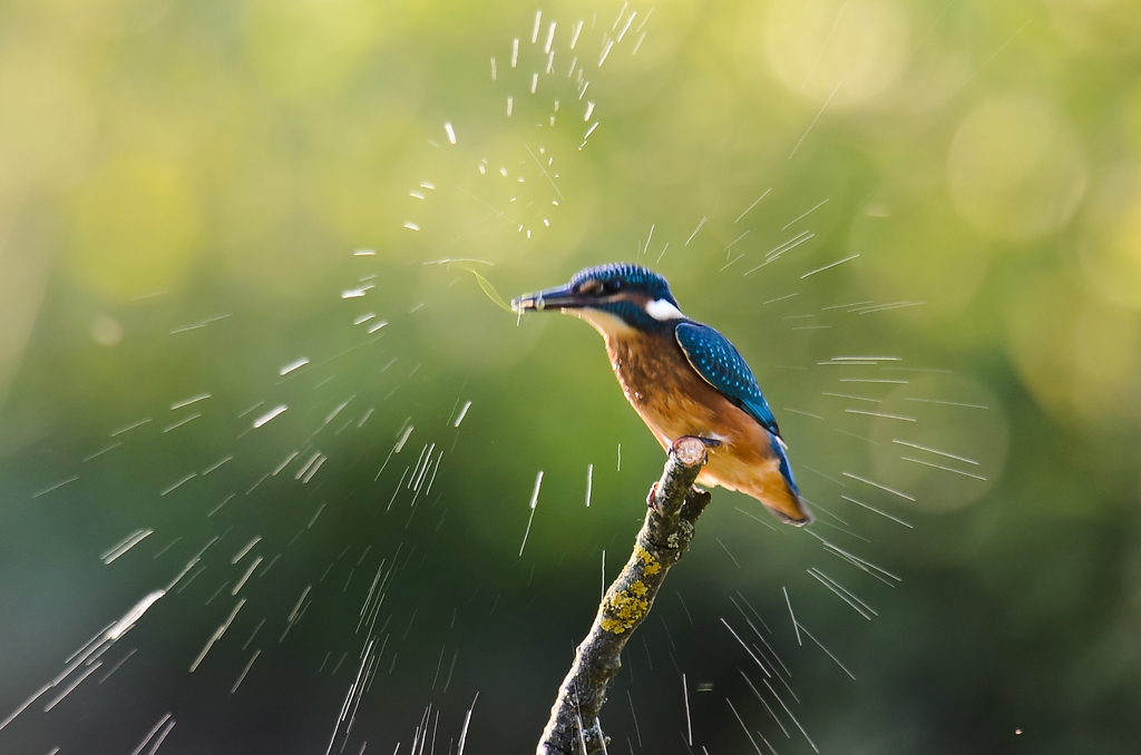 20110604 3358 [NIKON D5100] 1000 mm,1 80 Sek. bei ƒ   8,0