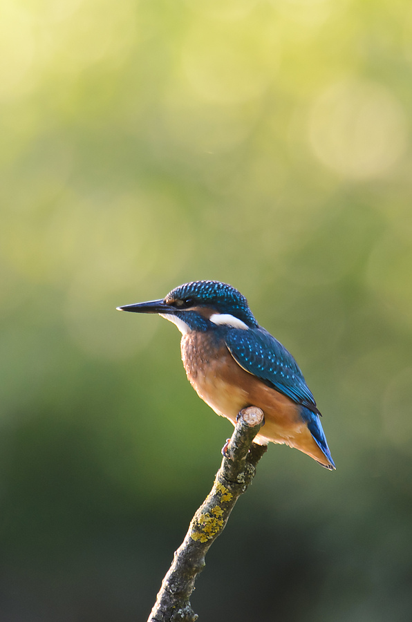 20110604 3362 [NIKON D5100] 1000 mm,1 80 Sek. bei ƒ   8,0