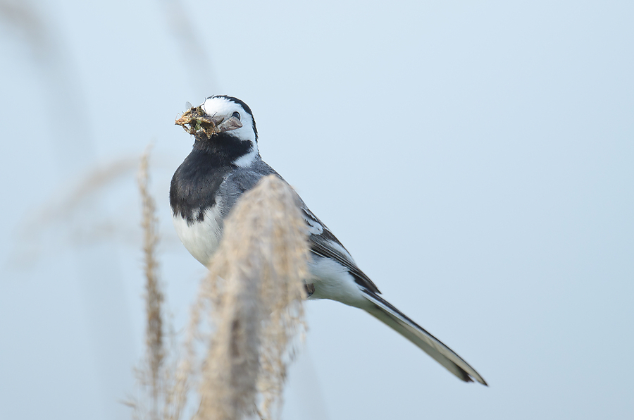 20110612 3738 [NIKON D5100] 600 mm,1 640 Sek. bei ƒ   4,5