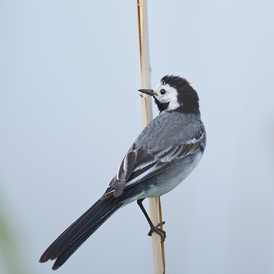 20110612 3765 [NIKON D5100] 600 mm,1 320 Sek. bei ƒ   4,5 2