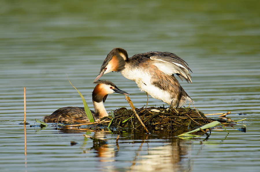 20110704 4116 [NIKON D7000] 850 mm,1 400 Sek. bei ƒ   6,3