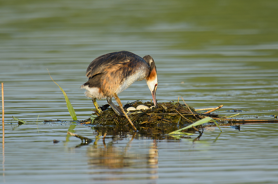 20110704 4125 [NIKON D7000] 850 mm,1 200 Sek. bei ƒ   6,3