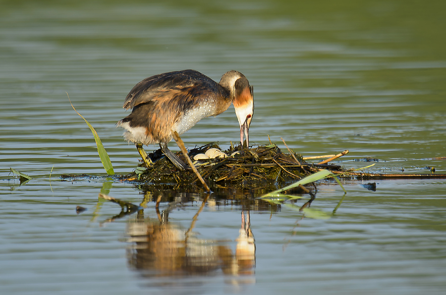 20110704 4130 [NIKON D7000] 850 mm,1 250 Sek. bei ƒ   6,3