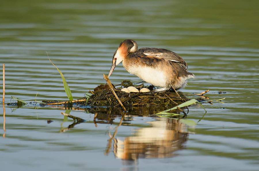 20110704 4139 [NIKON D7000] 850 mm,1 400 Sek. bei ƒ   6,3