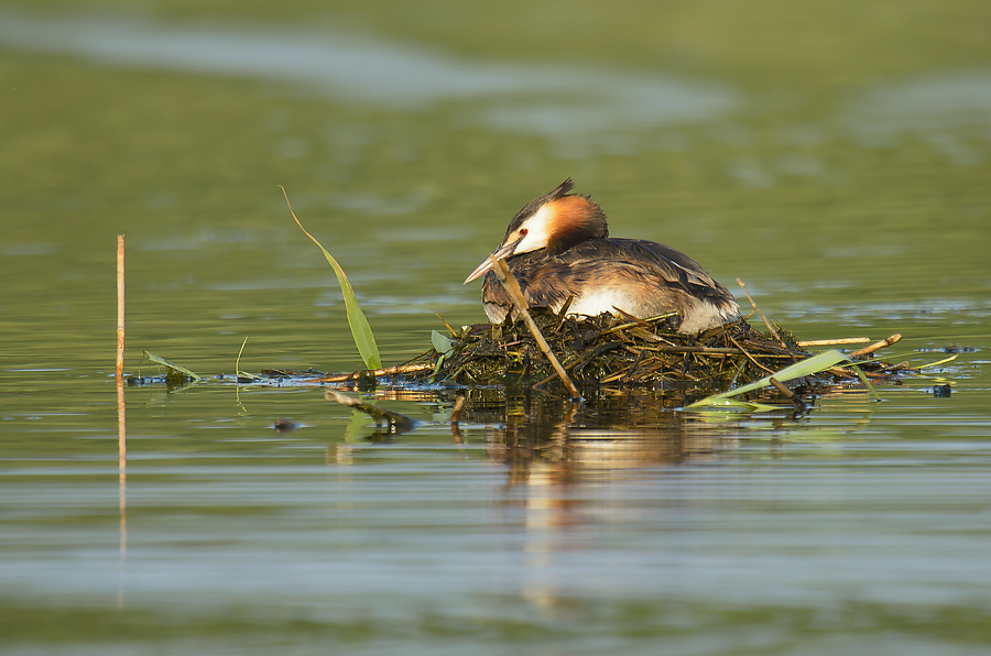 20110704 4144 [NIKON D7000] 850 mm,1 160 Sek. bei ƒ   6,3