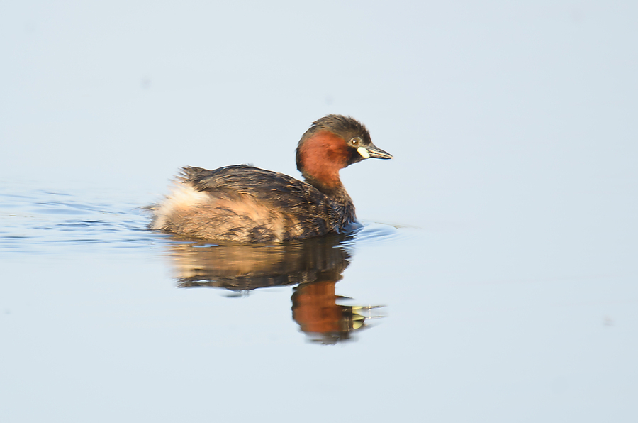 20110704 4172 [NIKON D7000] 850 mm,1 160 Sek. bei ƒ   6,3