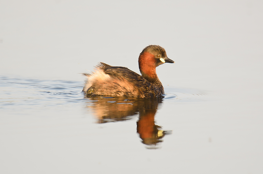 20110704 4173 [NIKON D7000] 850 mm,1 200 Sek. bei ƒ   6,3