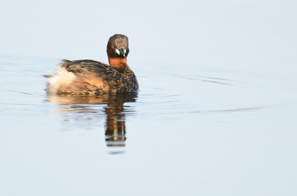 20110704 4174 [NIKON D7000] 850 mm,1 125 Sek. bei ƒ   6,3