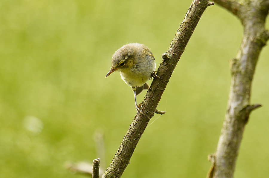 20110707 4530 [NIKON D7000] 850 mm,1 100 Sek. bei ƒ   6,3
