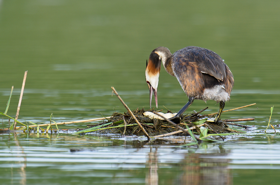 20110710 4758 [NIKON D7000] 850 mm,1 100 Sek. bei ƒ   7,1
