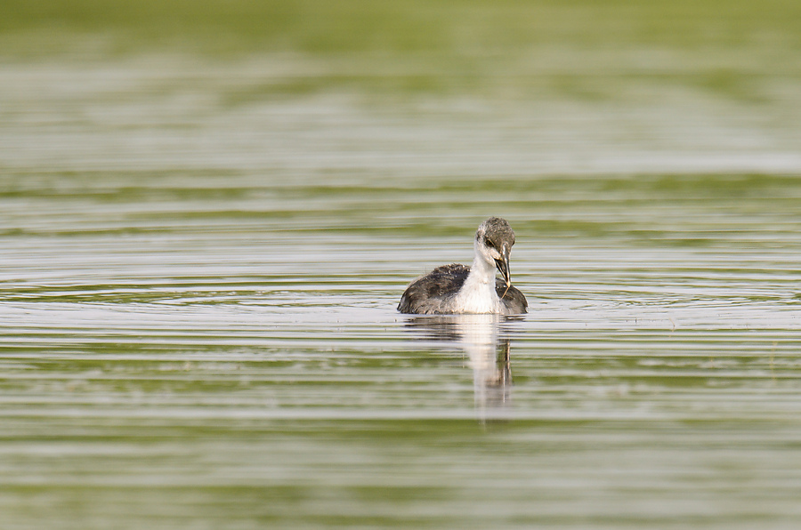 20110710 4830 [NIKON D7000] 850 mm,1 400 Sek. bei ƒ   7,1