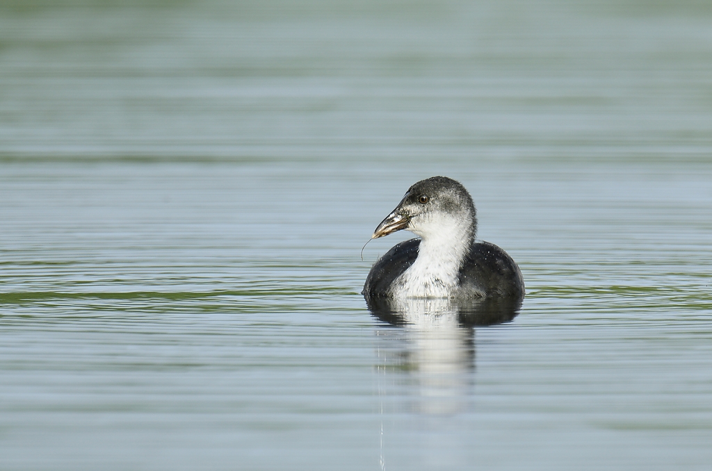 20110710 4888 [NIKON D7000] 850 mm,1 250 Sek. bei ƒ   7,1