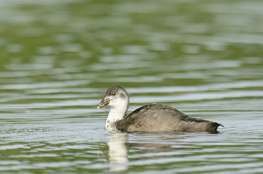 20110710 4894 [NIKON D7000] 850 mm,1 250 Sek. bei ƒ   7,1