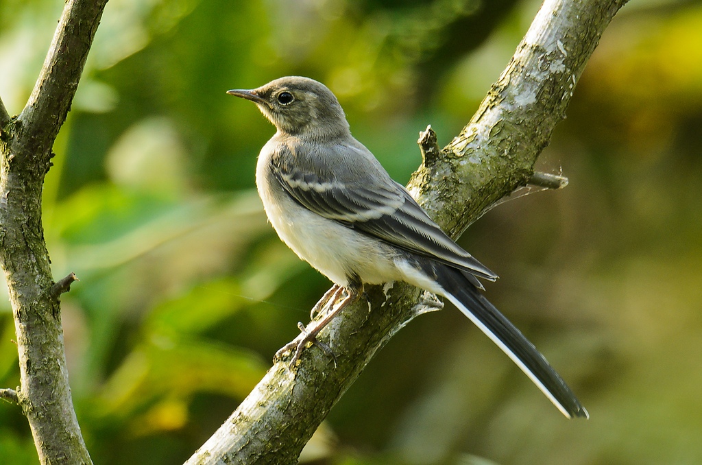 20110711 4973 [NIKON D7000] 850 mm,1 250 Sek. bei ƒ   7,1