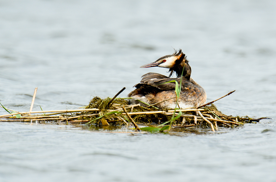 20110716 5113 [NIKON D7000] 850 mm,1 400 Sek. bei ƒ   7,1 2