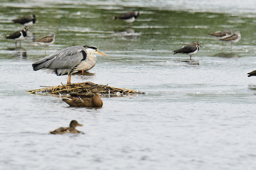 20110716 5151 [NIKON D7000] 850 mm,1 1000 Sek. bei ƒ   8,0