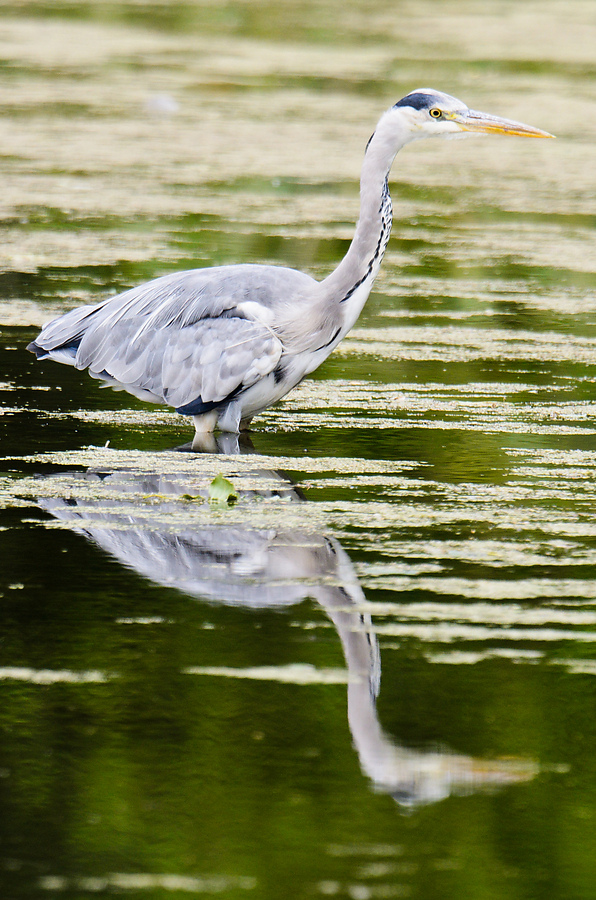 20110716 5273 [NIKON D7000] 850 mm,1 400 Sek. bei ƒ   7,1