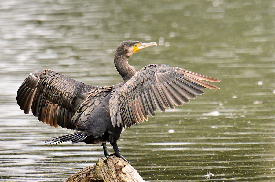 20110716 5425 [NIKON D7000] 850 mm,1 320 Sek. bei ƒ   7,1