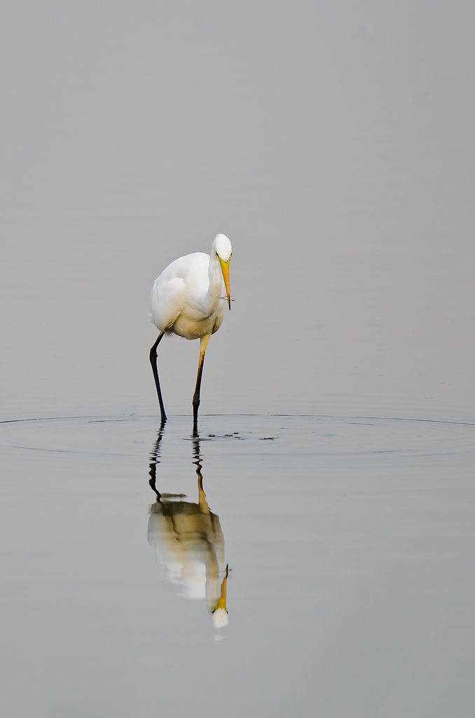 20110902 6128 [NIKON D7000] 600 mm,1 60 Sek. bei ƒ   5,6