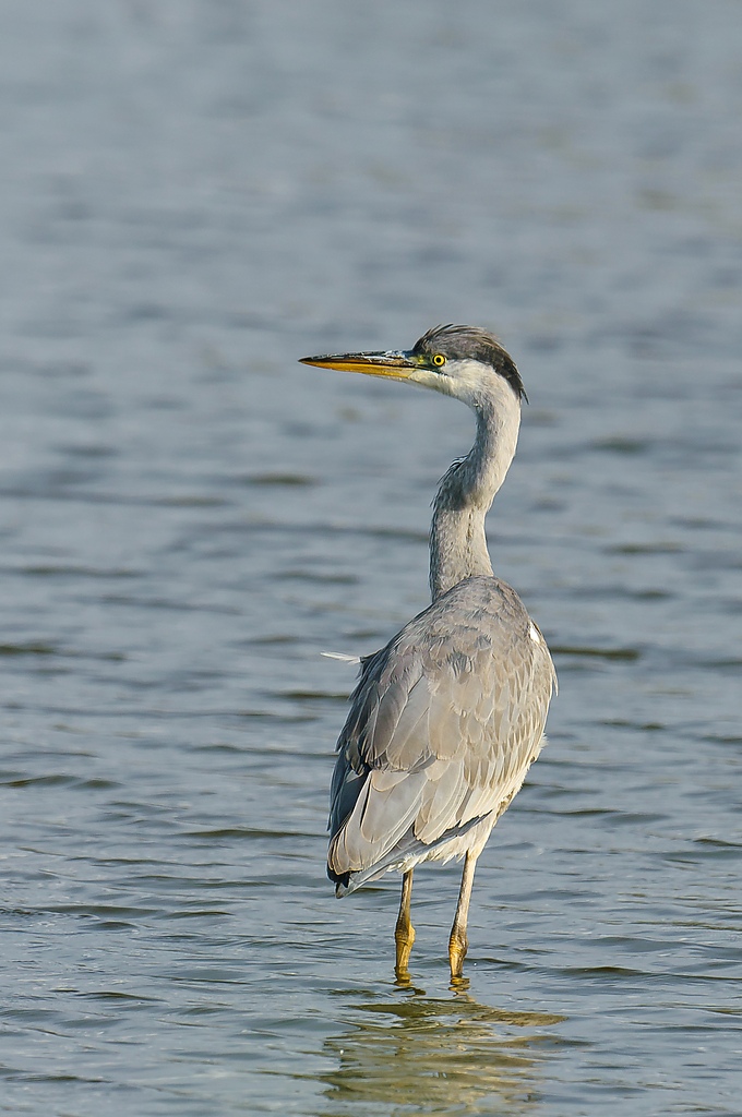 20110911 26530 [NIKON D2Xs] 600 mm,1 640 Sek. bei ƒ   6,3