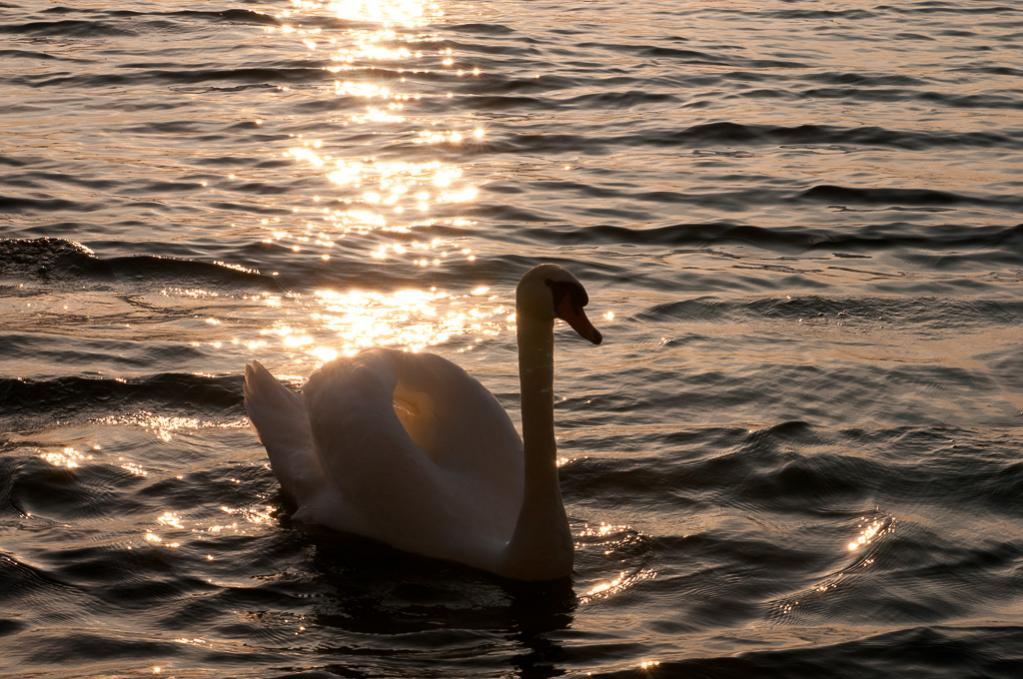 20110923 Bregenz 21