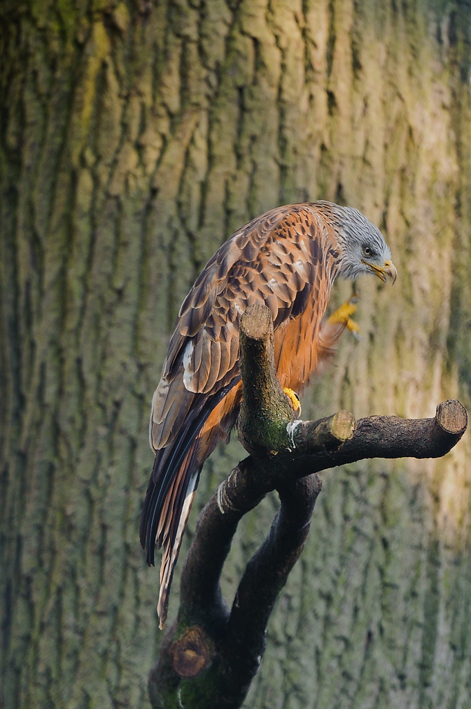 20111016 1306 [NIKON D3] 400 mm,1 125 Sek. bei ƒ   5,6