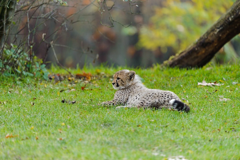 20111101 1602 [NIKON D3] 400 mm,1 125 Sek. bei ƒ   4,0