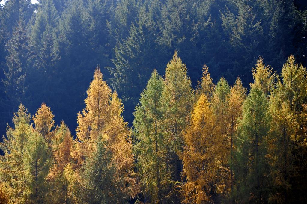 20111106 1334  DSC2161