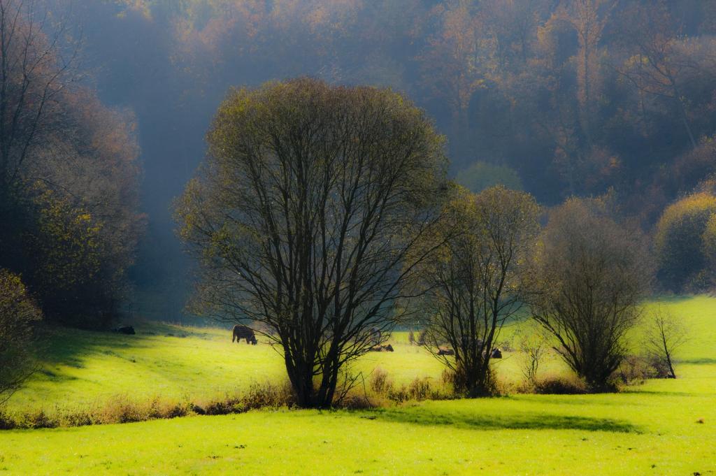 20111106 1407  DSC2178 cl