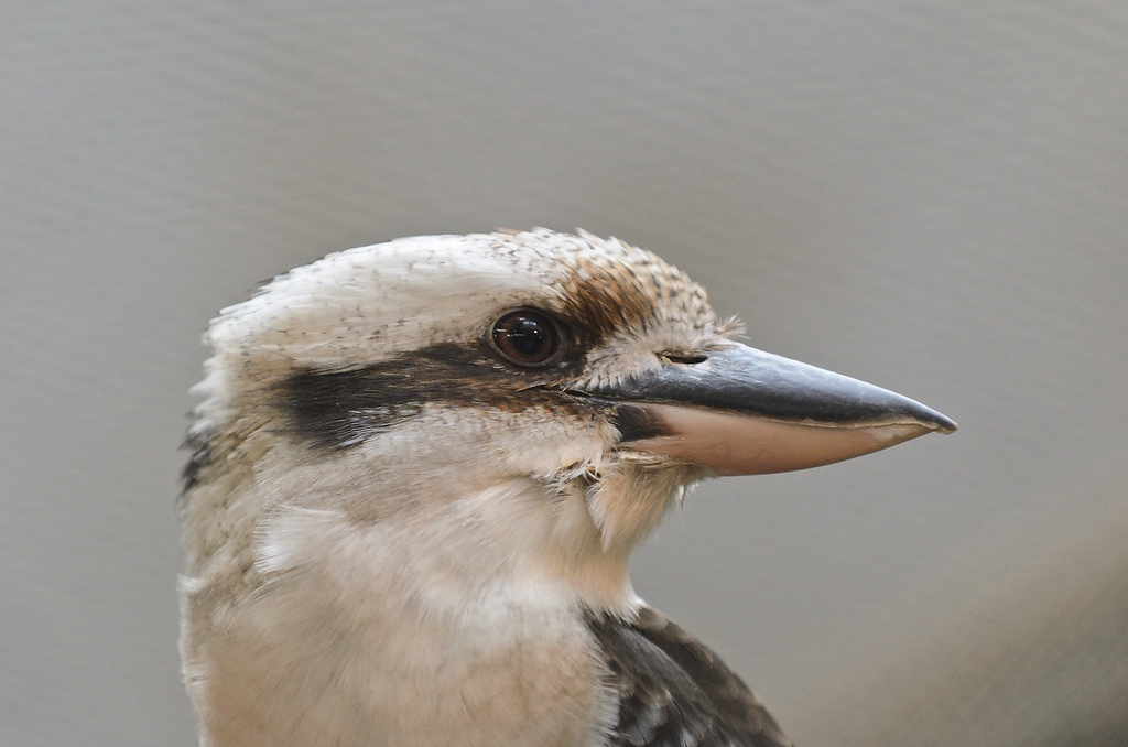 20111120 7337 [NIKON D7000] 200 mm,1 125 Sek. bei ƒ   2,8