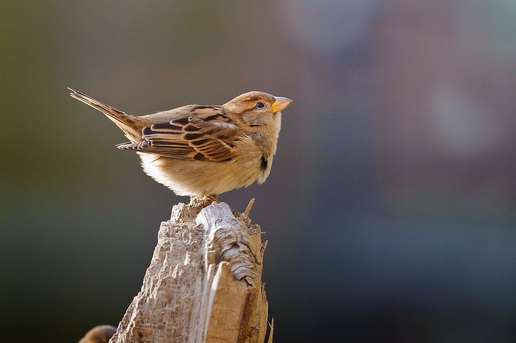 20111210 1784 [NIKON D3] 600 mm,1 200 Sek. bei ƒ   6,3