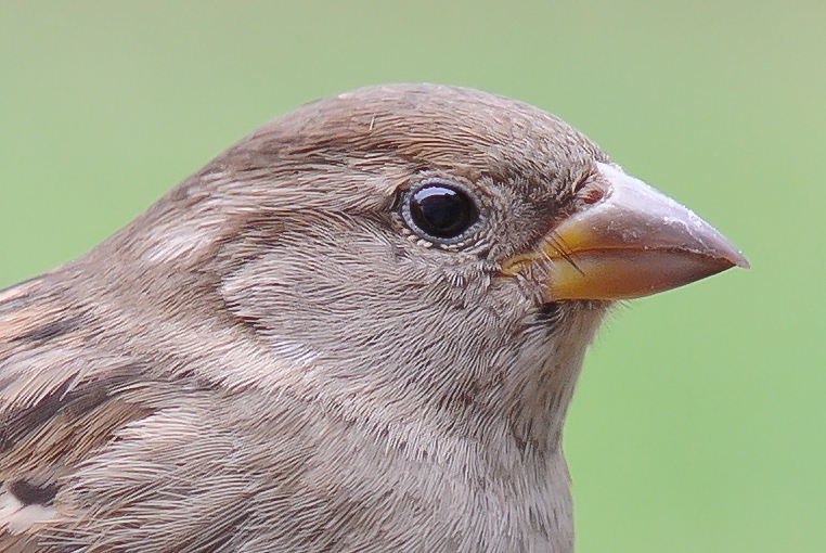 20111227 1082 [NIKON 1 V1] ,1 10 Sek. 2
mit ft1 und AIS 180 ED 2.8