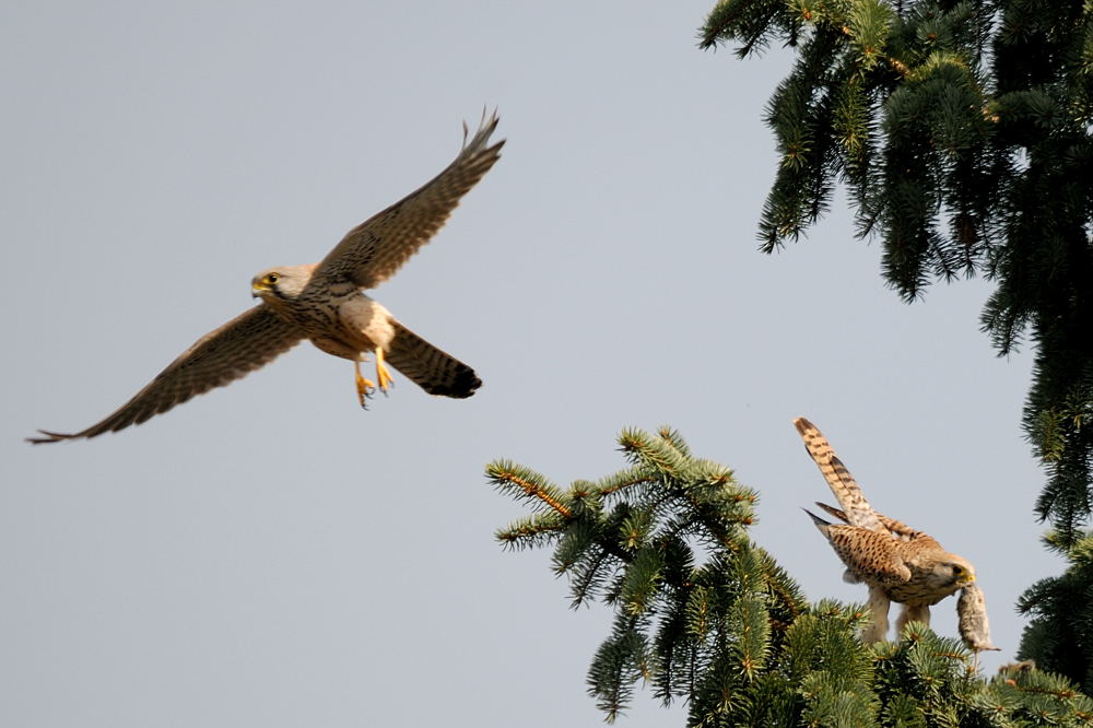 2012 03 24 12 59 58 D30 4738 copy