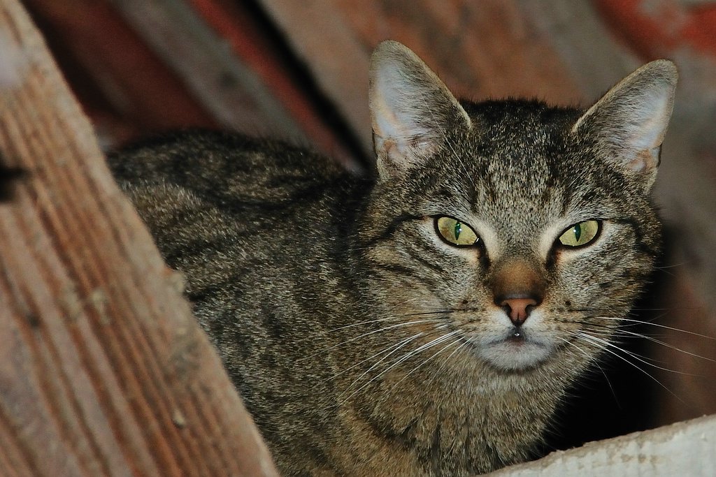 2012 04 29 246  D300sA Scheu