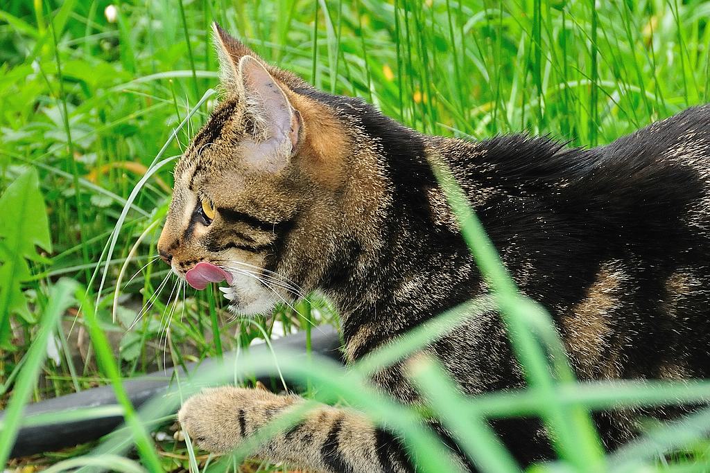 2012 04 29 305  D300sA Micky