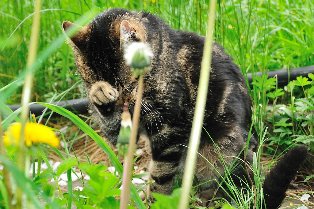 2012 04 29 310  D300sA Micky