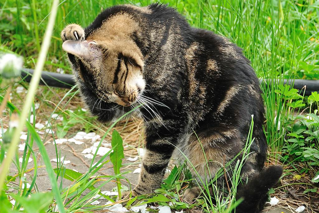 2012 04 29 313  D300sA Micky