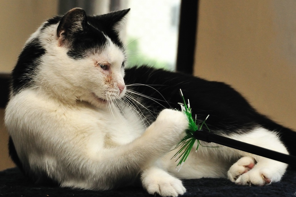 2012 05 06 533  D300sA Georgie