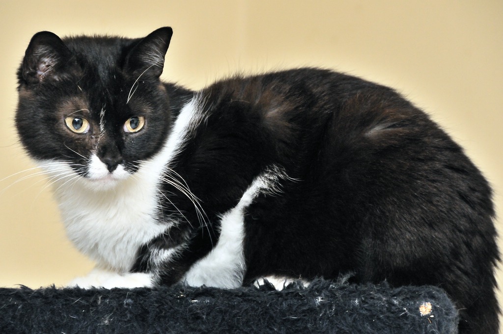 2012 05 06 542  D300sA Herr Schmitt