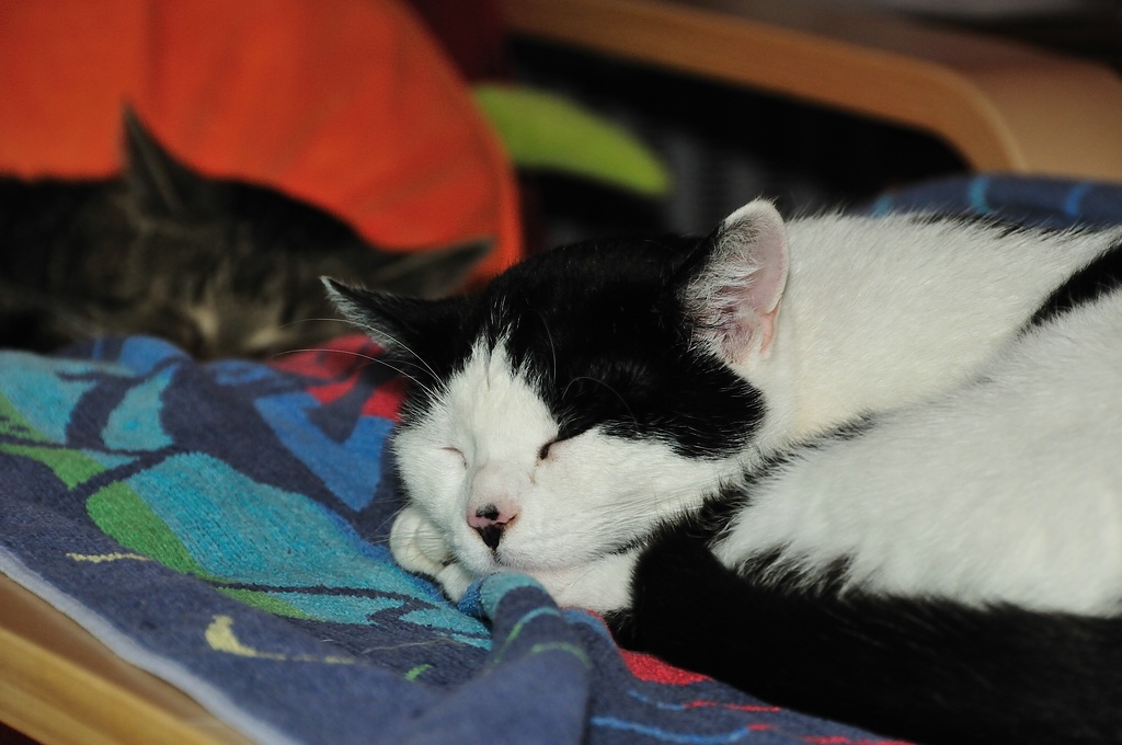 2012 05 11 831  D300sA Mohrle