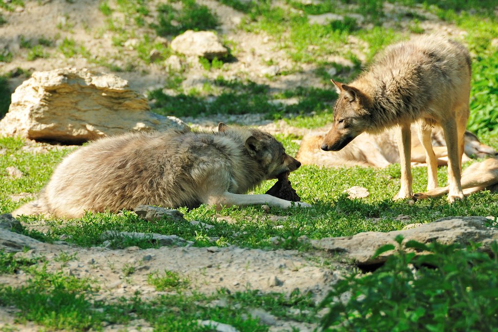2012 05 17 1505  D300sA