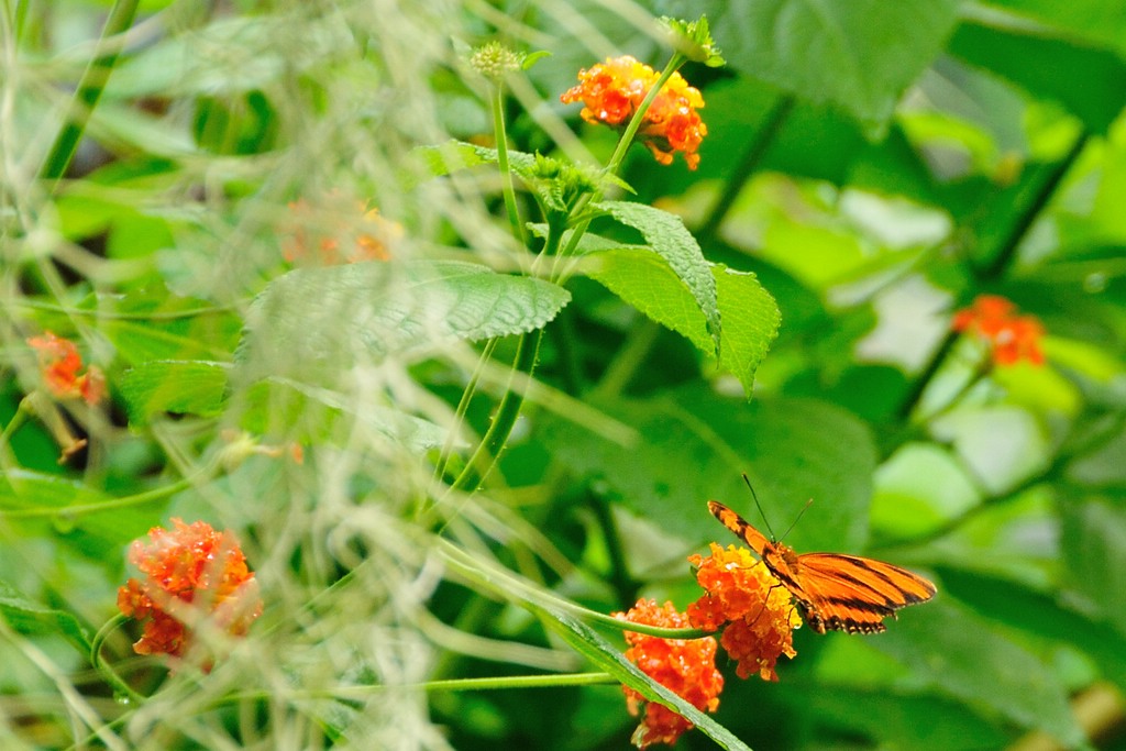 2012 05 28 1836  D300sA