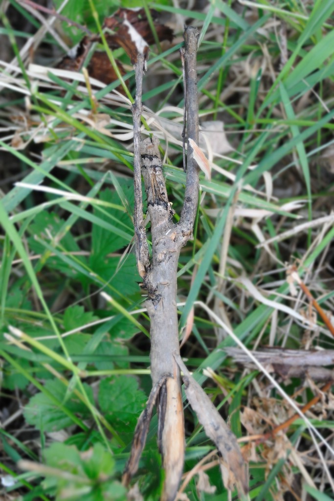 2012 06 02 2374  D300sA Bowtruckle
