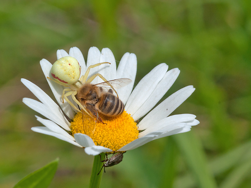 2012 06 07 Spinne mit Biene 000